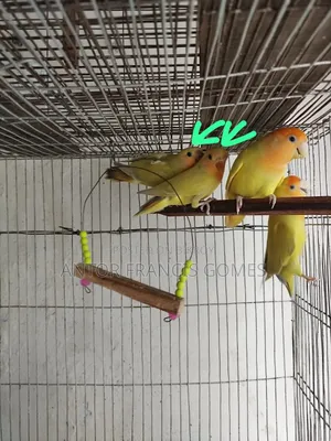 Love Bird (Yellow)