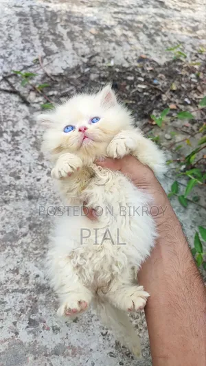 1-3 Months Female Purebred Persian