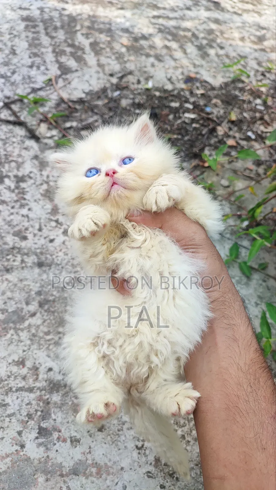 1-3 Months Female Purebred Persian