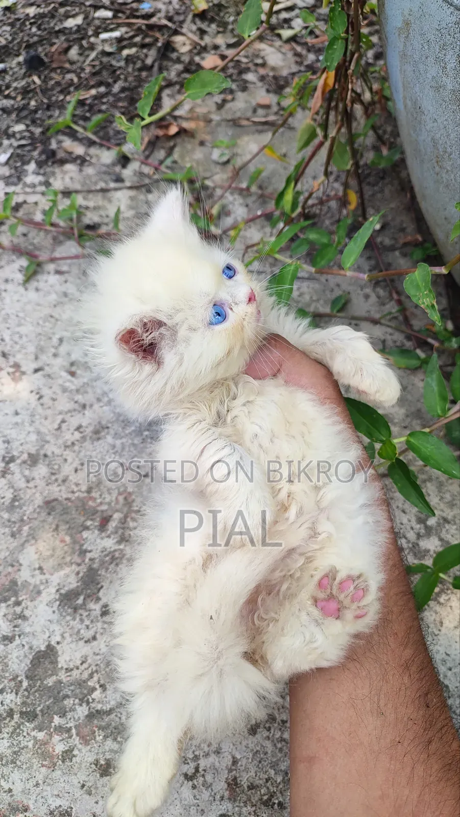 1-3 Months Female Purebred Persian