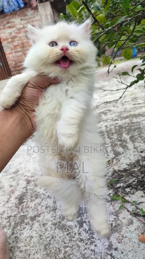 1-3 Months Female Purebred Persian