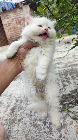 1-3 Months Female Purebred Persian