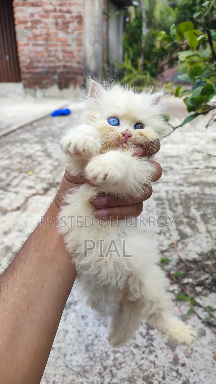 1-3 Months Female Purebred Persian