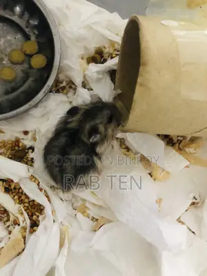 Winter Hamster