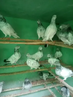 Greebaj Pigeon