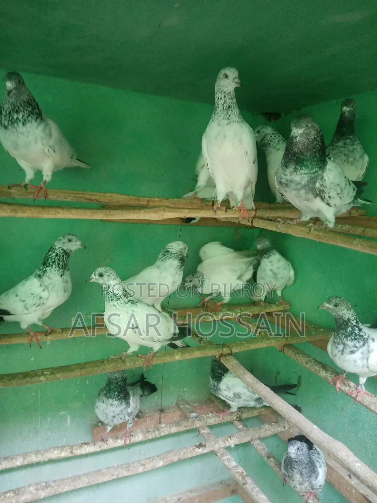 Greebaj Pigeon