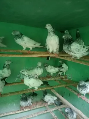 Greebaj Pigeon