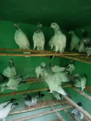 Greebaj Pigeon