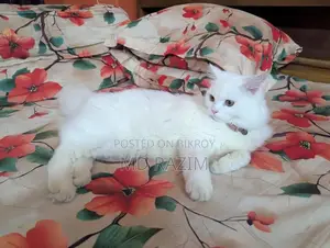 6-12 Months Female Purebred Persian