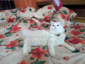 6-12 Months Female Purebred Persian