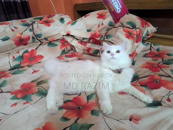 6-12 Months Female Purebred Persian