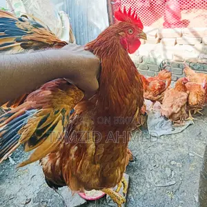 মোরগ বিক্রি হবে