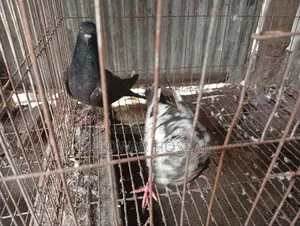 কবুতর কোয়ালিটিফুল