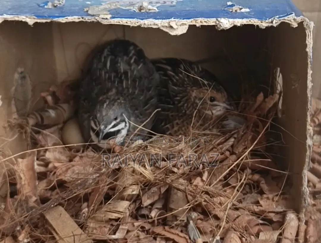 King Quail- কিং কোয়েল