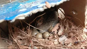 King Quail- কিং কোয়েল