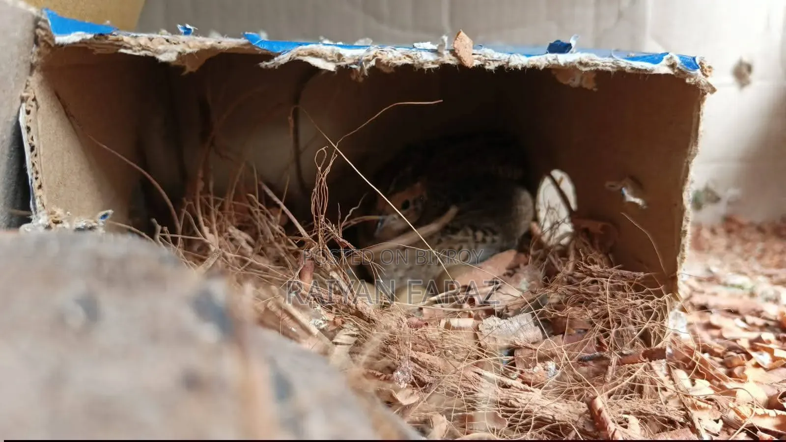 King Quail- কিং কোয়েল