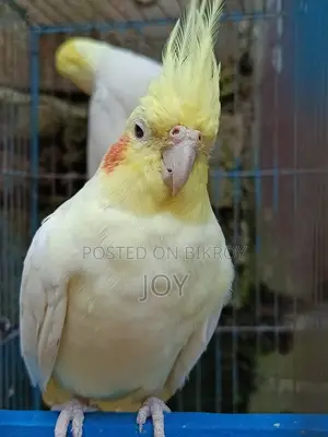 Running Lutino Cockatiel for Sale