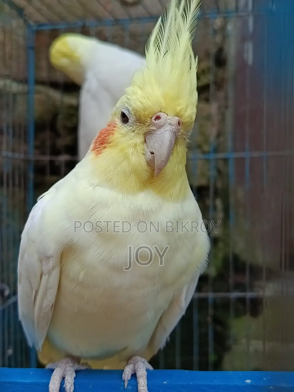 Running Lutino Cockatiel for Sale