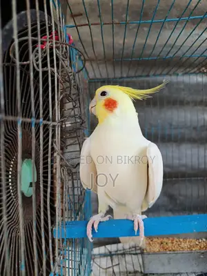 Running Lutino Cockatiel for Sale
