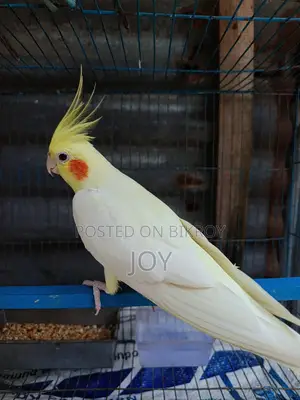 Running Lutino Cockatiel for Sale