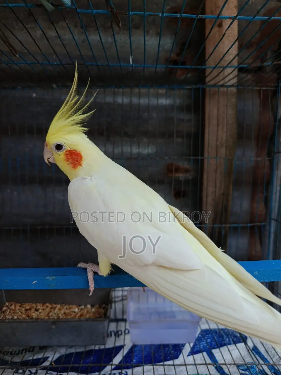 Running Lutino Cockatiel for Sale