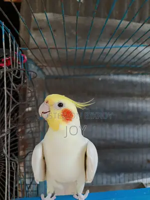Running Lutino Cockatiel for Sale