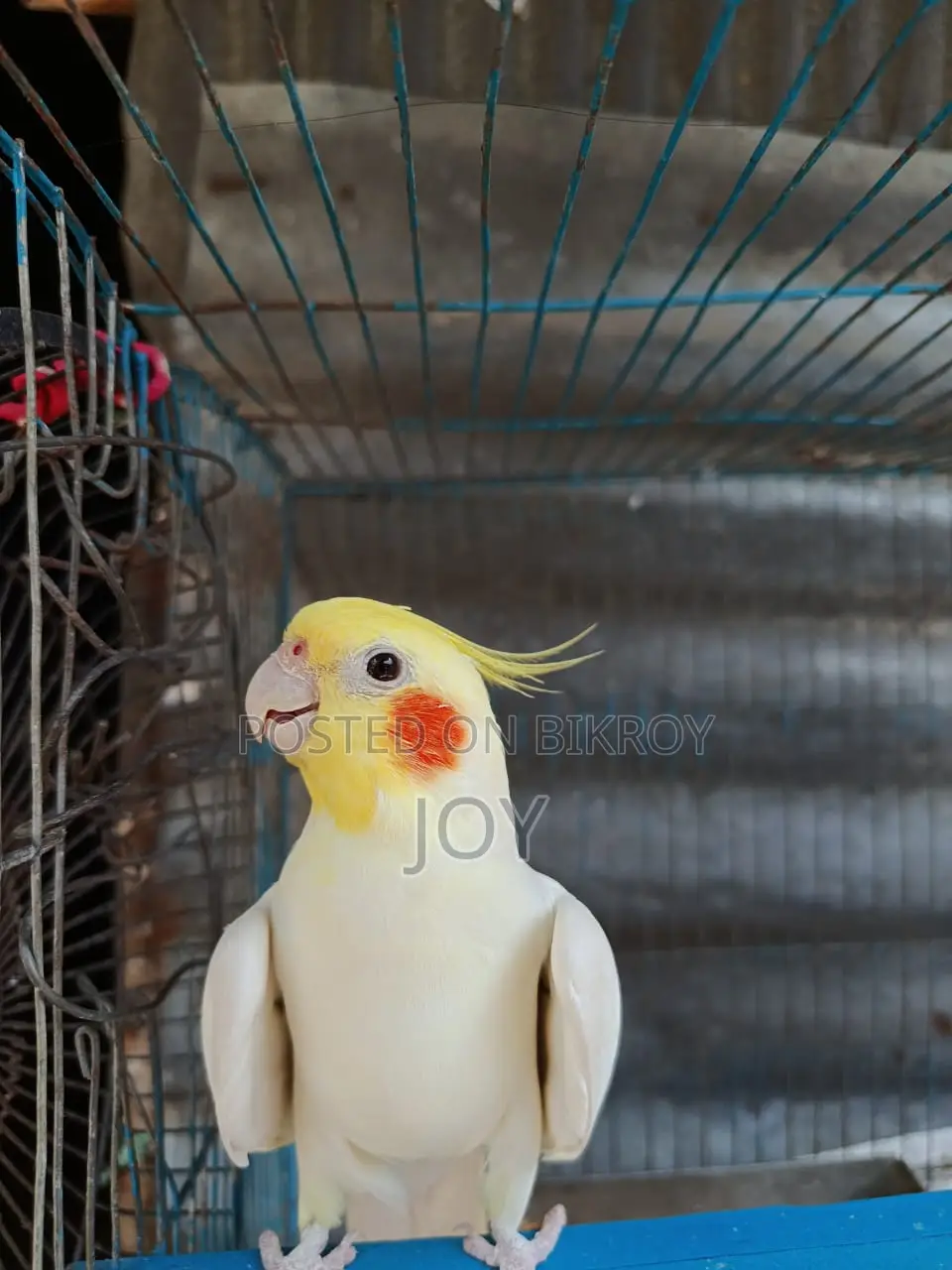 Running Lutino Cockatiel for Sale