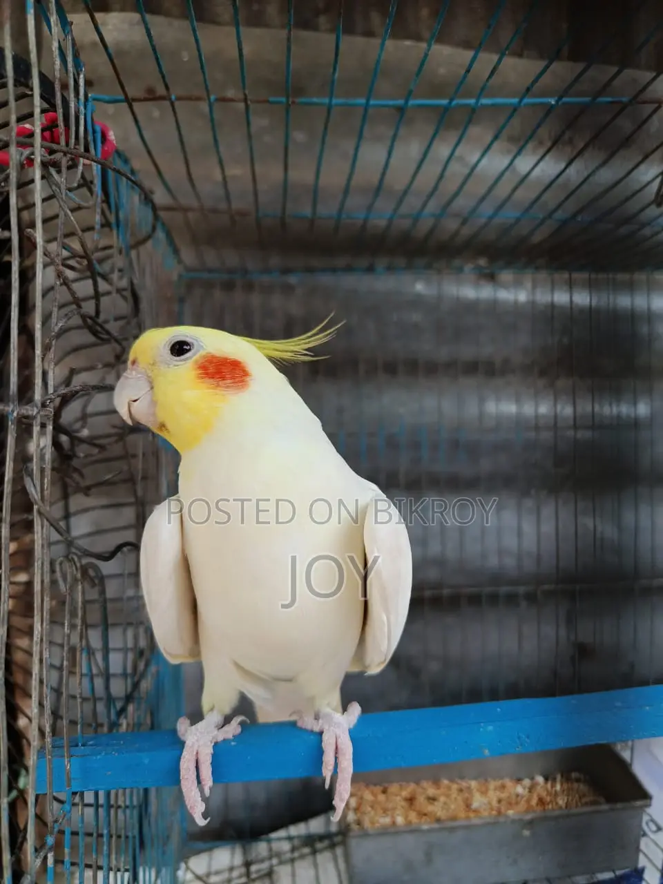 Running Lutino Cockatiel for Sale