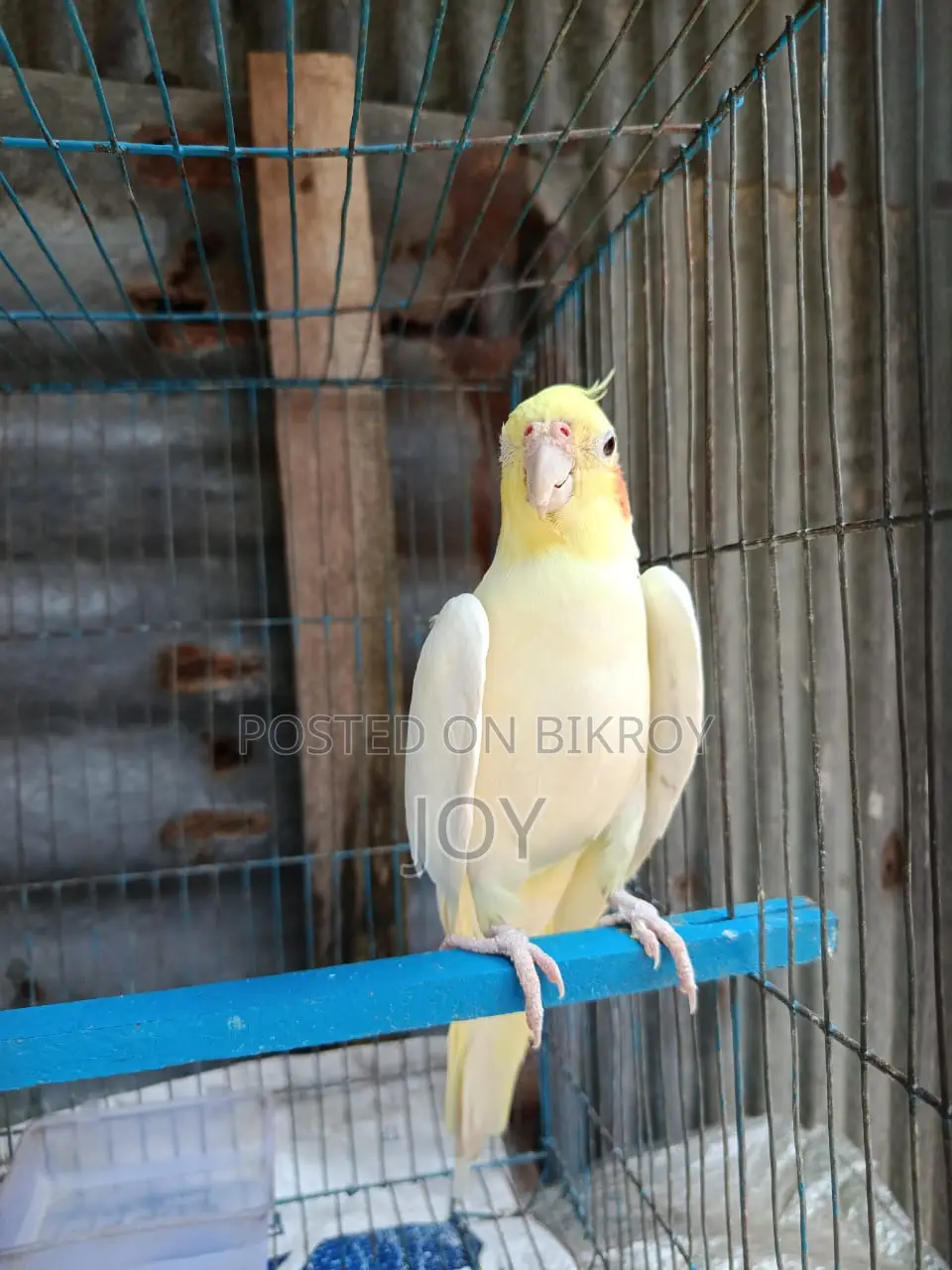 Running Lutino Cockatiel for Sale