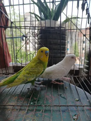 বাজিগার পাখি বিক্রি হবে