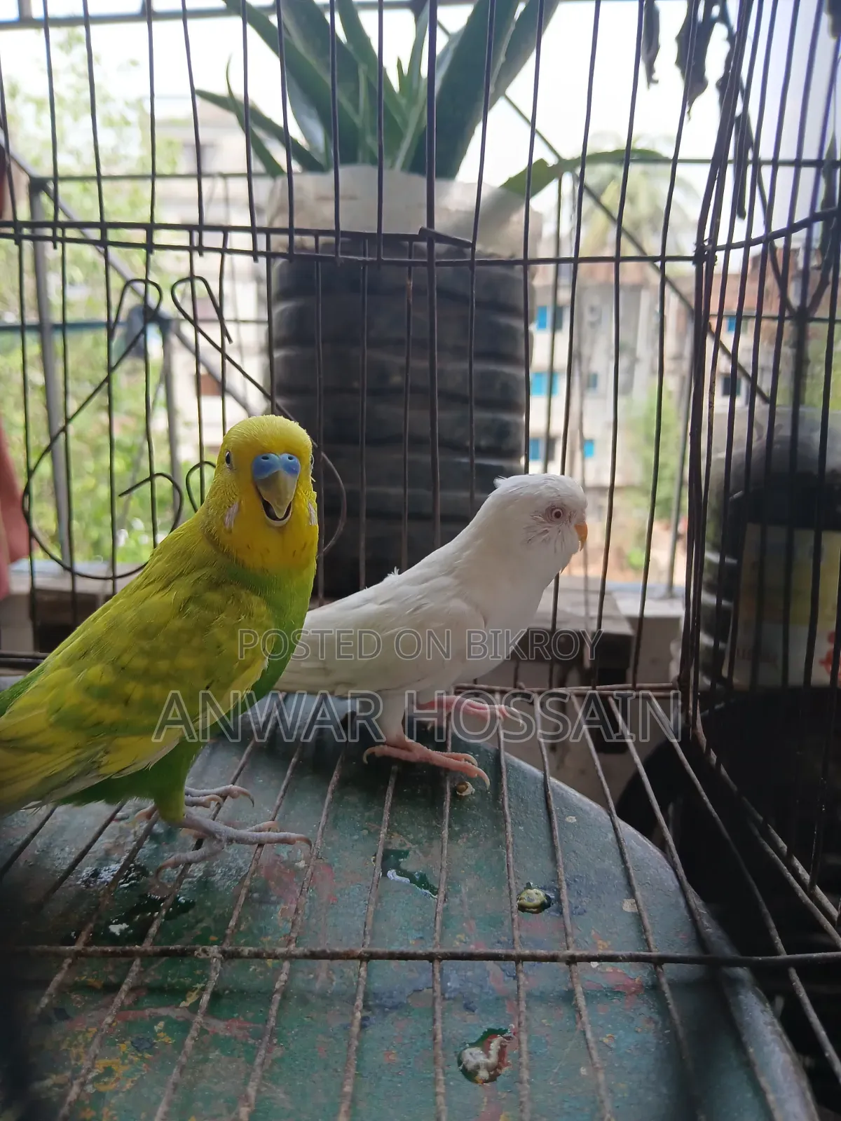 বাজিগার পাখি বিক্রি হবে