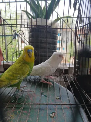 বাজিগার পাখি বিক্রি হবে