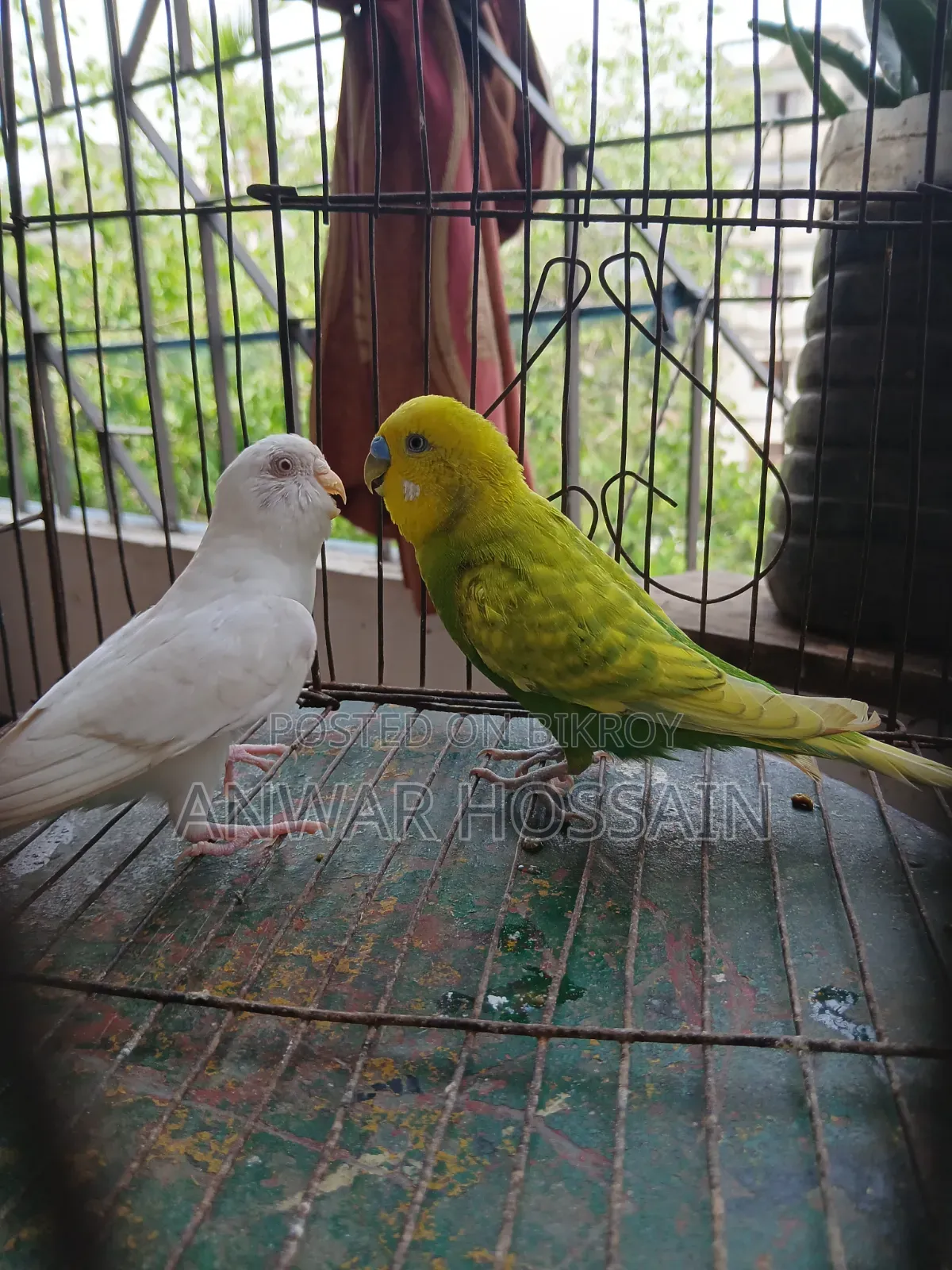 বাজিগার পাখি বিক্রি হবে