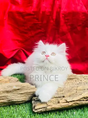 1-3 months Female Purebred Persian