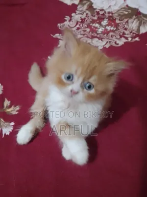 0-1 Month Male Purebred Chinese Li Hua