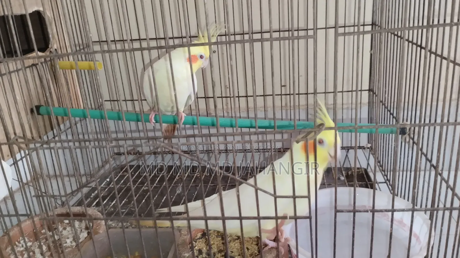 Cockatiel Bird