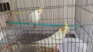 Cockatiel Bird
