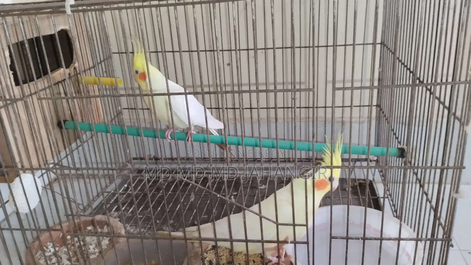 Cockatiel Bird
