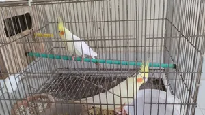 Cockatiel Bird