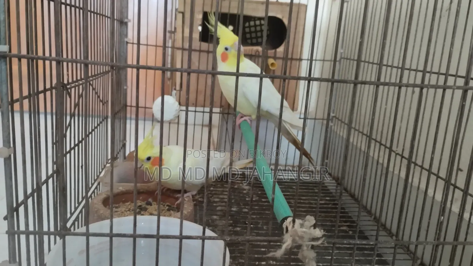 Cockatiel Bird