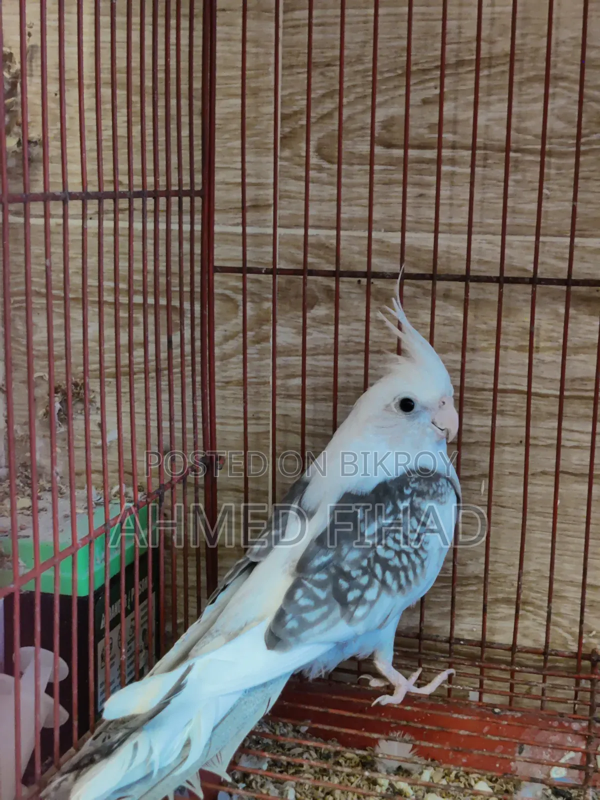 ককাটেল বেবি