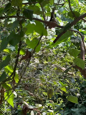 ৩ কাঠা জমি বিক্রয় করা হবে ৩০' রাস্তার পাশে