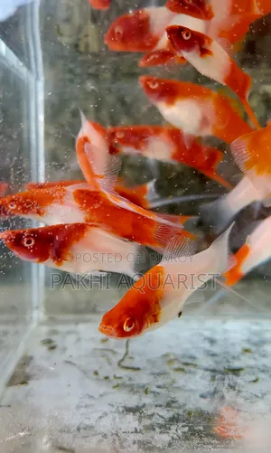 Kohaku Swordtail A Grade Brood