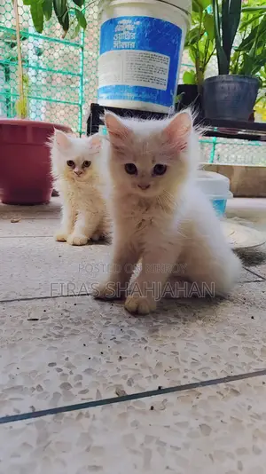 ১-৩ মাসের মেল পিউরব্রেড পার্সিয়ান