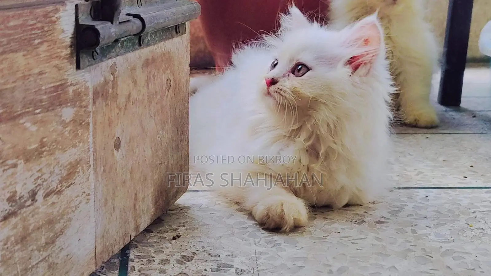 ১-৩ মাসের মেল পিউরব্রেড পার্সিয়ান