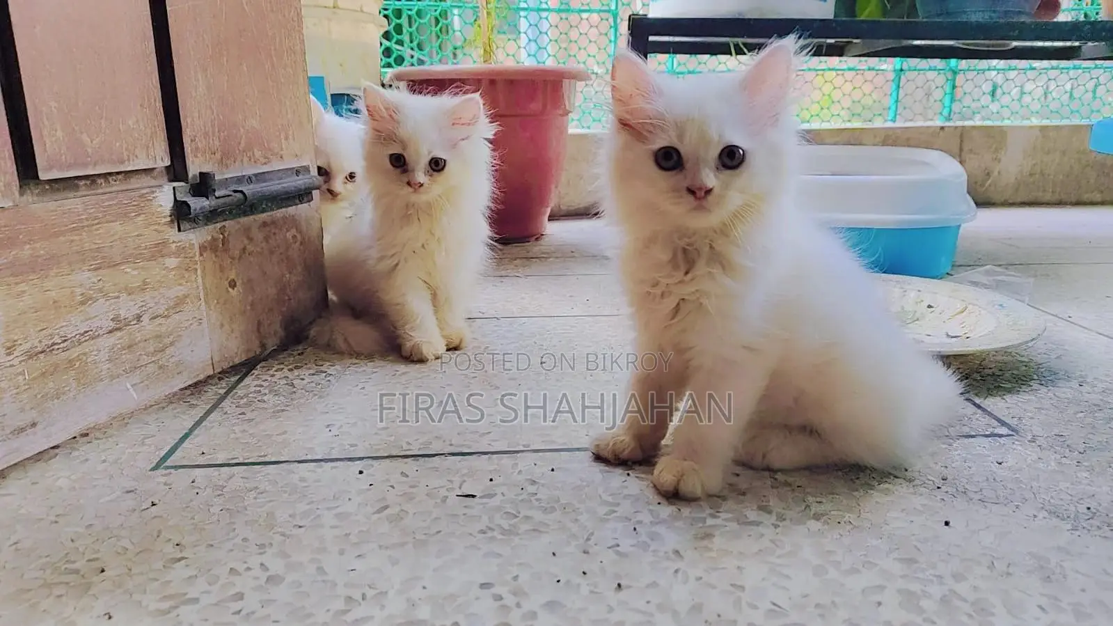 ১-৩ মাসের মেল পিউরব্রেড পার্সিয়ান