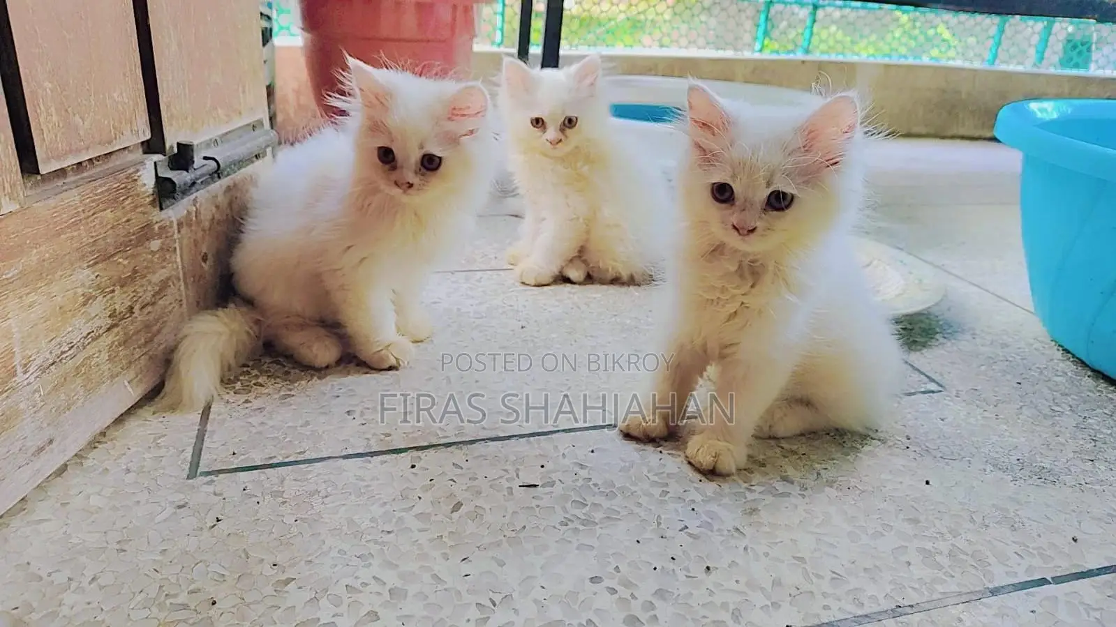 ১-৩ মাসের মেল পিউরব্রেড পার্সিয়ান