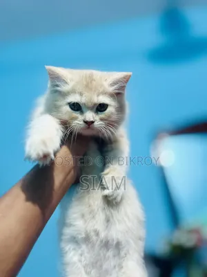 1-3 Months Female Purebred Persian