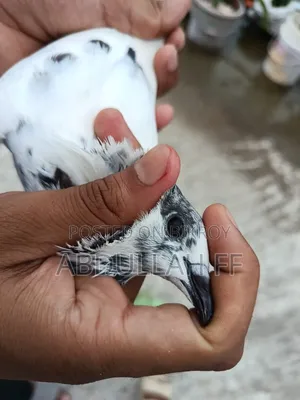 ৩৫মাদি ভালো ব্লাড লাইন লাগলে জানাবেন প্লিজ