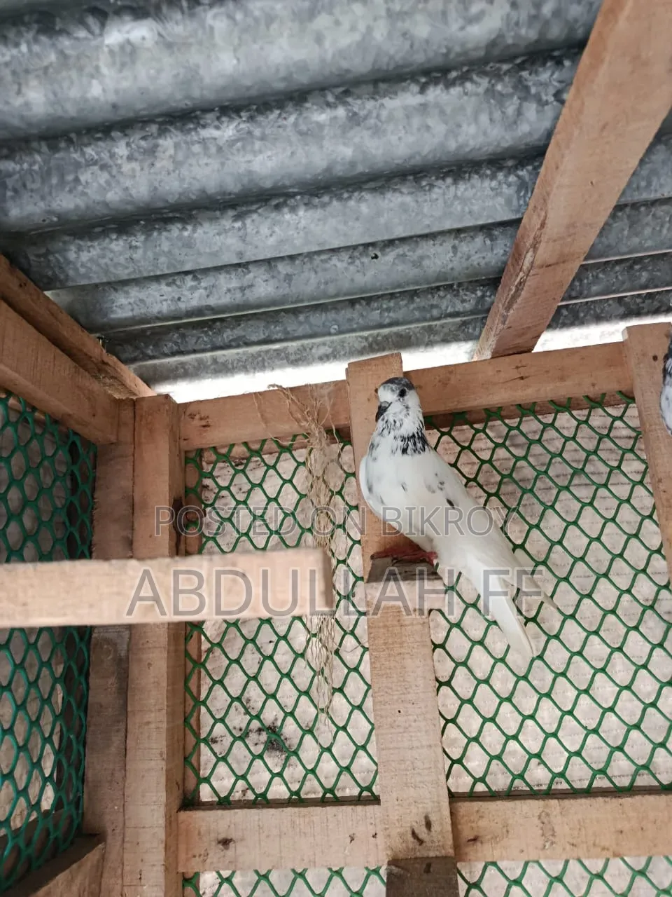35 Female High-Flyer Pigeons, contact if interested in good bloodline